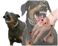 Kuduz Belirtileri Nelerdir?